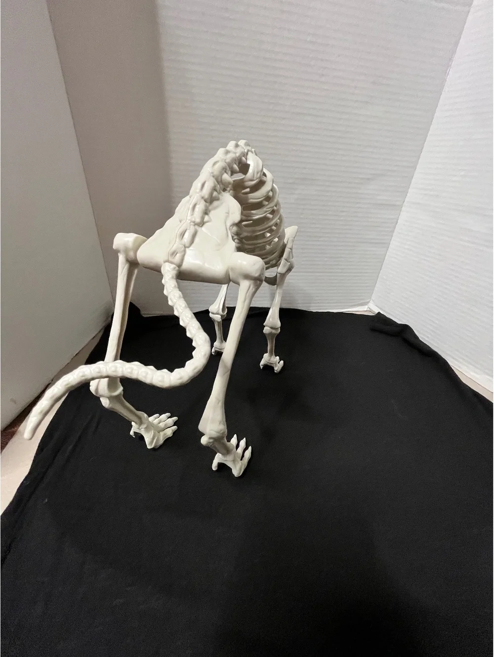 Spooky Cat Skeleton Decor - Perfect for Halloween Vibes